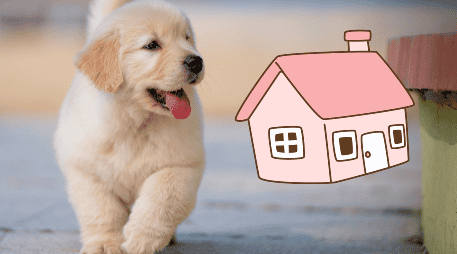 Un perro tranquilo se convierte rápidamente en un terapeuta silencioso que mejora de forma notable la calidad de vida de todos los habitantes del hogar. ESPECIAL