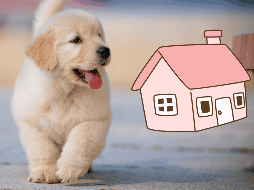 Un perro tranquilo se convierte rápidamente en un terapeuta silencioso que mejora de forma notable la calidad de vida de todos los habitantes del hogar. ESPECIAL