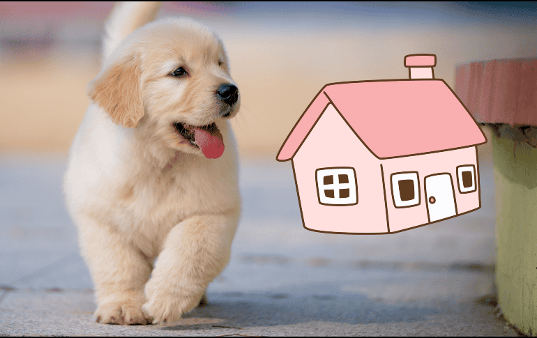 Un perro tranquilo se convierte rápidamente en un terapeuta silencioso que mejora de forma notable la calidad de vida de todos los habitantes del hogar. ESPECIAL