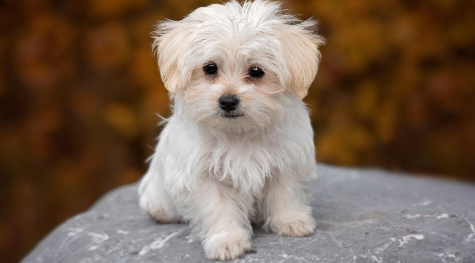 Los perros de tamaño pequeño suelen requerir menos espacio, menos alimento y cuidados más accesibles para sus dueños. CANVA