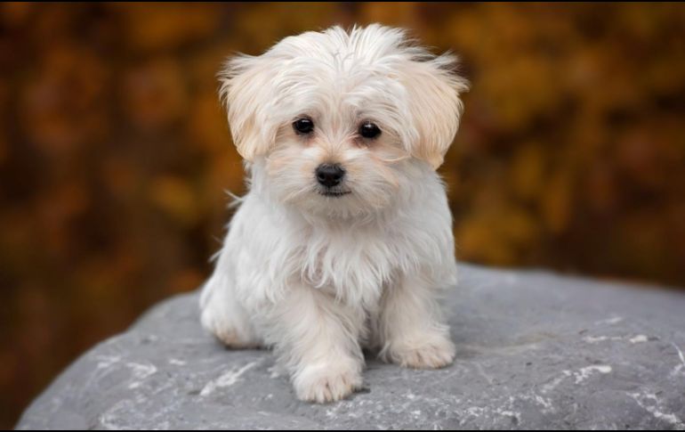 Los perros de tamaño pequeño suelen requerir menos espacio, menos alimento y cuidados más accesibles para sus dueños. CANVA