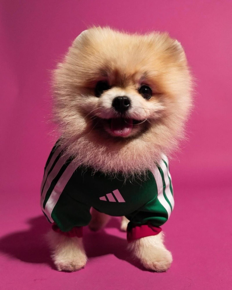 ESPECIAL/ INSTAGRAM/ adidasmx