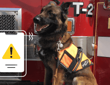 Casi el 70% de los hogares en México convive con alguna mascota. PIXABAY/ESPECIAL