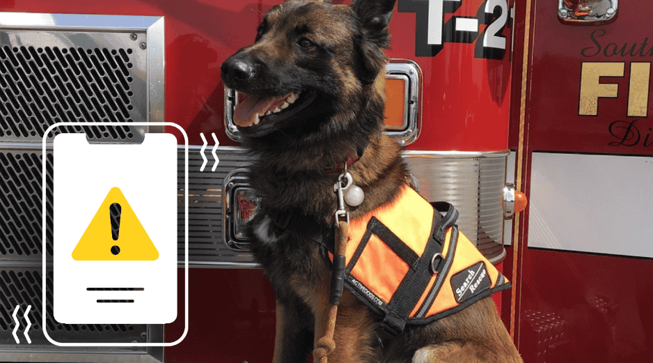 Casi el 70% de los hogares en México convive con alguna mascota. PIXABAY/ESPECIAL