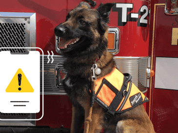 Casi el 70% de los hogares en México convive con alguna mascota. PIXABAY/ESPECIAL