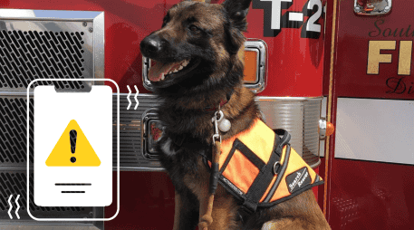 Casi el 70% de los hogares en México convive con alguna mascota. PIXABAY/ESPECIAL