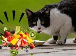 Aunque algunas frutas son seguras, otras representan un peligro mortal que los dueños no deben subestimar. CANVA ESPECIAL