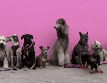 Si eres alérgico no tienes que renunciar a tener un perro, pero sí elegir con cuidado. UNSPLASH