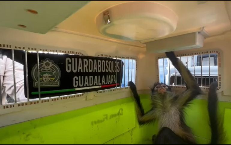 Oficiales capacitados en el manejo de fauna silvestre aseguraron al animal y lo remitieron a la Unidad de Acopio y Salud Animal Municipal de Tlajomulco. ESPECIAL / FACEBOOK Policía de Guadalajara