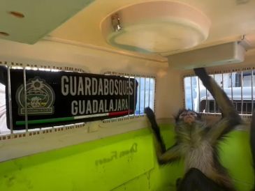 Oficiales capacitados en el manejo de fauna silvestre aseguraron al animal y lo remitieron a la Unidad de Acopio y Salud Animal Municipal de Tlajomulco. ESPECIAL / FACEBOOK Policía de Guadalajara