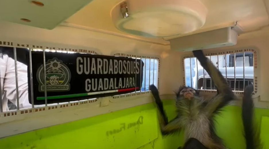 Oficiales capacitados en el manejo de fauna silvestre aseguraron al animal y lo remitieron a la Unidad de Acopio y Salud Animal Municipal de Tlajomulco. ESPECIAL / FACEBOOK Policía de Guadalajara