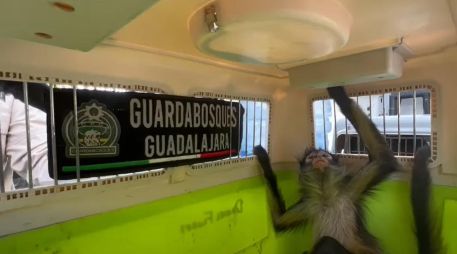 Oficiales capacitados en el manejo de fauna silvestre aseguraron al animal y lo remitieron a la Unidad de Acopio y Salud Animal Municipal de Tlajomulco. ESPECIAL / FACEBOOK Policía de Guadalajara