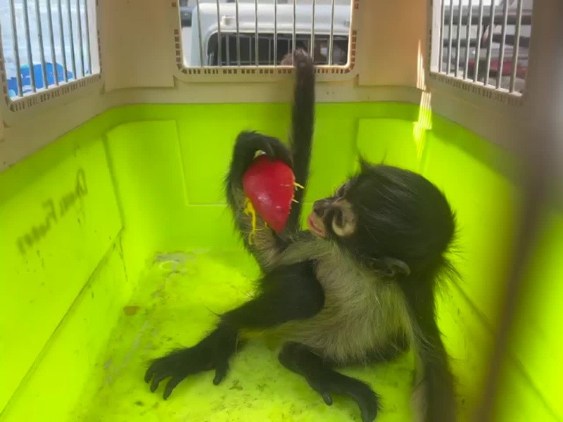 Mono araña rescatado por Guardabosques de Guadalajara. ESPECIAL / Policía de Guadalajara