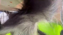 Mono araña rescatado por Guardabosques de Guadalajara en la colonia Morelos. ESPECIAL / Policía de Guadalajara