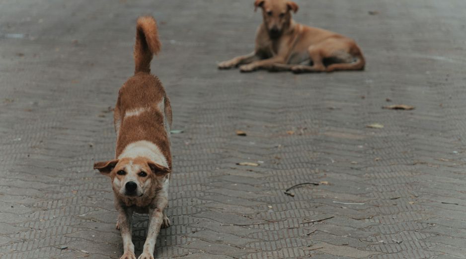 Entender estas señales es fundamental para fortalecer el vínculo diario con tu perro. UNSPLASH / CTHROUGH