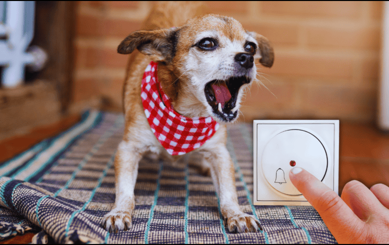 Razas miniatura como el Chihuahua o el Schnauzer Miniatura son famosos por crear un escándalo desproporcionado a su tamaño cada vez que alguien toca la puerta. ESPECIAL / CANVA