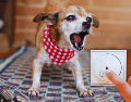 Razas miniatura como el Chihuahua o el Schnauzer Miniatura son famosos por crear un escándalo desproporcionado a su tamaño cada vez que alguien toca la puerta. ESPECIAL / CANVA
