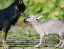Comprender por qué ocurre una agresión y aprender a leer el lenguaje corporal de los perros puede marcar la diferencia. CANVA