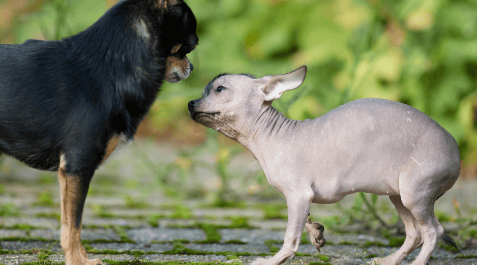 Comprender por qué ocurre una agresión y aprender a leer el lenguaje corporal de los perros puede marcar la diferencia. CANVA