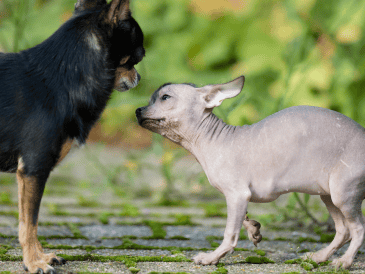 Comprender por qué ocurre una agresión y aprender a leer el lenguaje corporal de los perros puede marcar la diferencia. CANVA