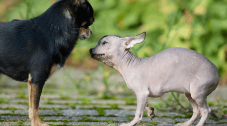 Comprender por qué ocurre una agresión y aprender a leer el lenguaje corporal de los perros puede marcar la diferencia. CANVA