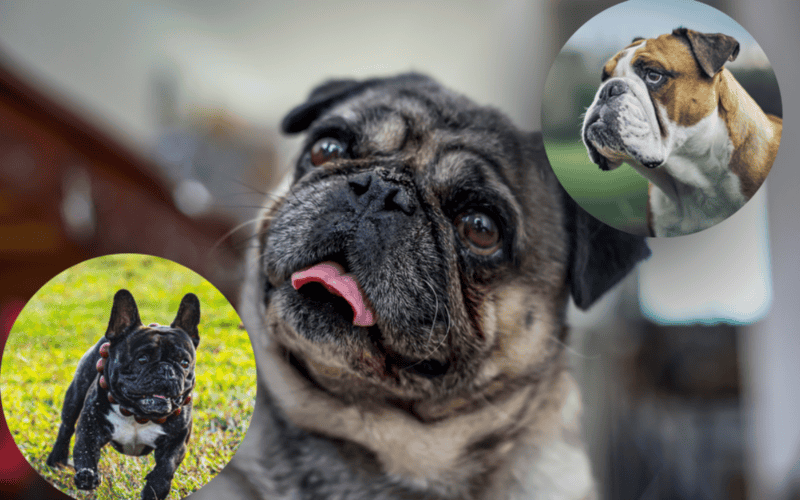 Las características físicas y la etapa de vida del perro juegan un papel crucial en sus reacciones defensivas. CANVA/ESPECIAL