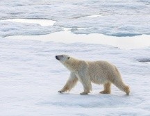 El oso polar es, sin duda, la especie más representativa del Ártico. ESPECIAL.