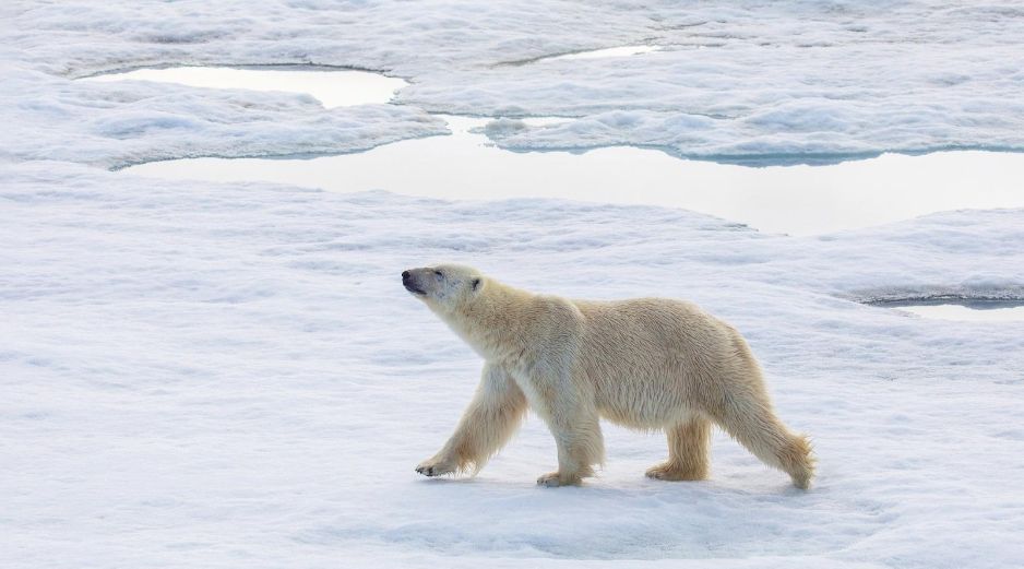 El oso polar es, sin duda, la especie más representativa del Ártico. ESPECIAL.