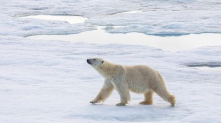El oso polar es, sin duda, la especie más representativa del Ártico. ESPECIAL.