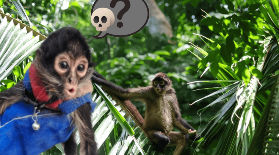 Especialistas coinciden en que el mayor riesgo sigue siendo la desaparición de su ecosistema, un problema que avanza silenciosamente y pone en jaque la existencia de esta emblemática especie. ESPECIAL/ Unsplash