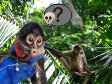 Especialistas coinciden en que el mayor riesgo sigue siendo la desaparición de su ecosistema, un problema que avanza silenciosamente y pone en jaque la existencia de esta emblemática especie. ESPECIAL/ Unsplash