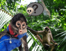 Especialistas coinciden en que el mayor riesgo sigue siendo la desaparición de su ecosistema, un problema que avanza silenciosamente y pone en jaque la existencia de esta emblemática especie. ESPECIAL/ Unsplash