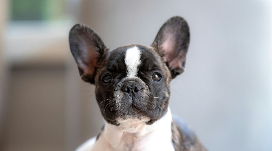 El problema de algunos perros con el calor radica en su anotomía. UNSPLASH /  G. HOLTSHAUSEN