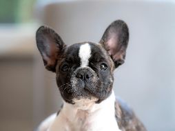 El problema de algunos perros con el calor radica en su anotomía. UNSPLASH /  G. HOLTSHAUSEN