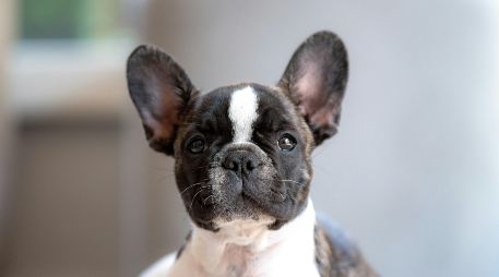 El problema de algunos perros con el calor radica en su anotomía. UNSPLASH /  G. HOLTSHAUSEN