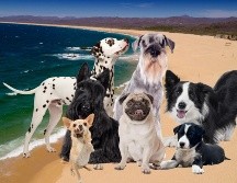 Actualmente, la mayoría de las playas que permiten el acceso con perros en la Entidad se concentran en dos regiones principales: la zona de Puerto Vallarta y la Costalegre. ESPECIAL / CANVA