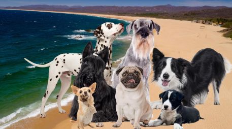 Actualmente, la mayoría de las playas que permiten el acceso con perros en la Entidad se concentran en dos regiones principales: la zona de Puerto Vallarta y la Costalegre. ESPECIAL / CANVA