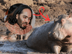 Anant Ambani, heredero del conglomerado Reliance Industries e hijo del hombre más rico de Asia, ofreció trasladar 80 ejemplares al centro de rescate animal Vantara, ubicado en Gujarat, India. AFP/ARCHIVO