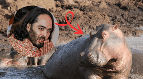 Anant Ambani, heredero del conglomerado Reliance Industries e hijo del hombre más rico de Asia, ofreció trasladar 80 ejemplares al centro de rescate animal Vantara, ubicado en Gujarat, India. AFP/ARCHIVO