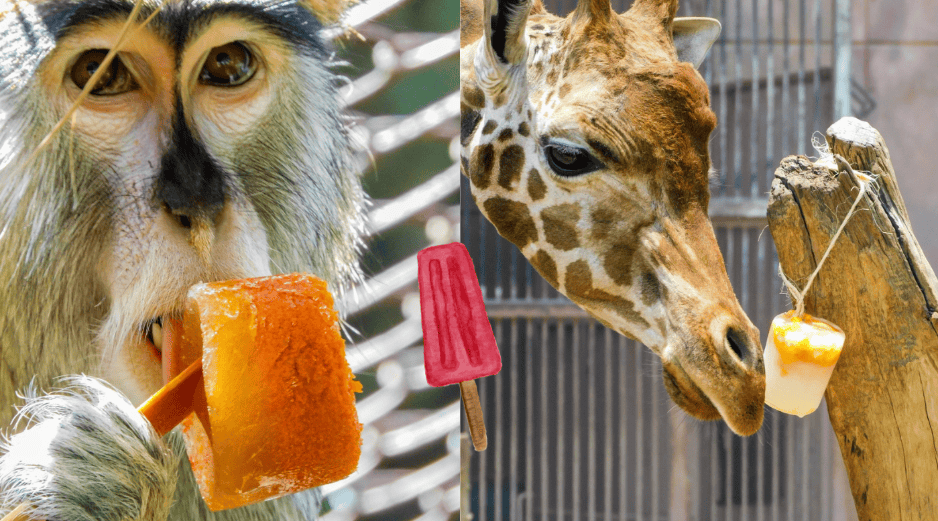 Más allá de la simple regulación térmica, la entrega de paletas de hielo se fundamenta en la ciencia del bienestar animal. X/SEDEMA_CDMX CANVA