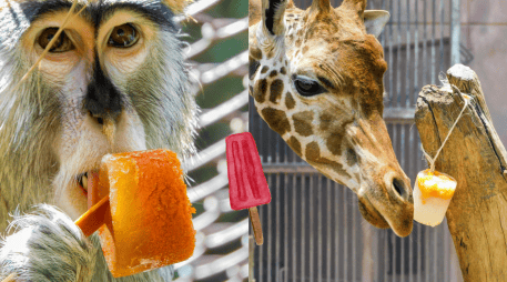 Más allá de la simple regulación térmica, la entrega de paletas de hielo se fundamenta en la ciencia del bienestar animal. X/SEDEMA_CDMX CANVA