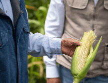 La estrategia no solo busca impulsar la productividad, sino también brindar estabilidad económica a miles de familias que dependen directamente del campo. SECRETARÍA DEL BIENESTAR