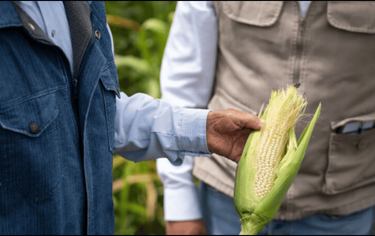 La estrategia no solo busca impulsar la productividad, sino también brindar estabilidad económica a miles de familias que dependen directamente del campo. SECRETARÍA DEL BIENESTAR