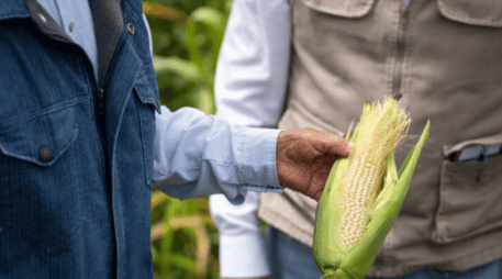 La estrategia no solo busca impulsar la productividad, sino también brindar estabilidad económica a miles de familias que dependen directamente del campo. SECRETARÍA DEL BIENESTAR