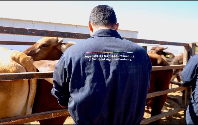 Jalisco detecta y atiende casos activos, con capacitación y refuerzo de vigilancia. ESPECIAL