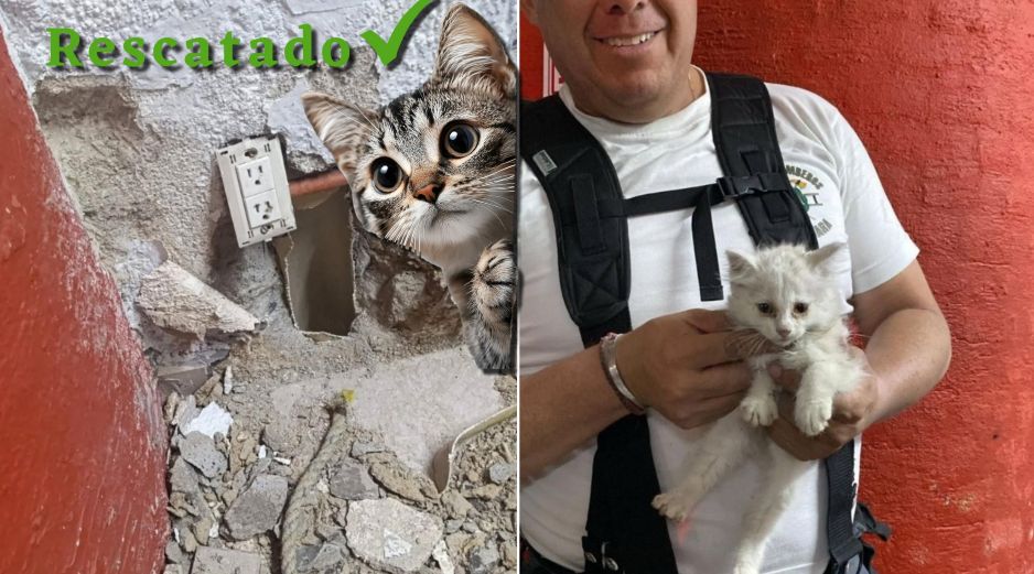 El gatito quedó a resguardo de una joven deportista luego de ser rescatado. ESPECIAL / FACEBOOK Protección Civil y Bomberos GDL