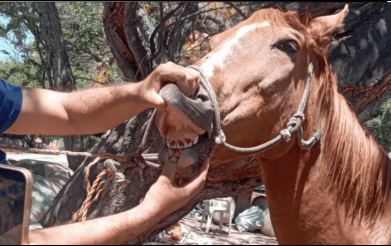 Debido a que el sitio no ofrecía las condiciones mínimas para su cuidado, las autoridades procedieron a su aseguramiento, quedando bajo resguardo para recibir atención y rehabilitación. CORTESÍA/ Fiscalía del Estado de Jalisco