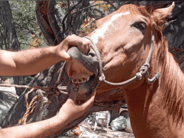 Debido a que el sitio no ofrecía las condiciones mínimas para su cuidado, las autoridades procedieron a su aseguramiento, quedando bajo resguardo para recibir atención y rehabilitación. CORTESÍA/ Fiscalía del Estado de Jalisco