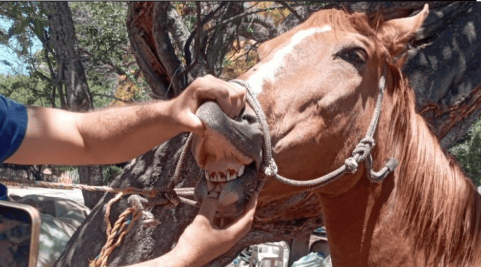 Debido a que el sitio no ofrecía las condiciones mínimas para su cuidado, las autoridades procedieron a su aseguramiento, quedando bajo resguardo para recibir atención y rehabilitación. CORTESÍA/ Fiscalía del Estado de Jalisco