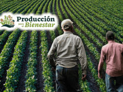 El programa de Producción para el Bienestar atiende a productores de granos básicos como maíz, frijol, trigo y arroz, además de otros cultivos. ESPECIAL/CANVA/Unsplash